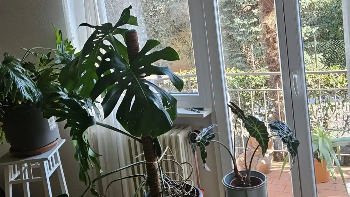 Appartement à louer - 6900 Paradiso