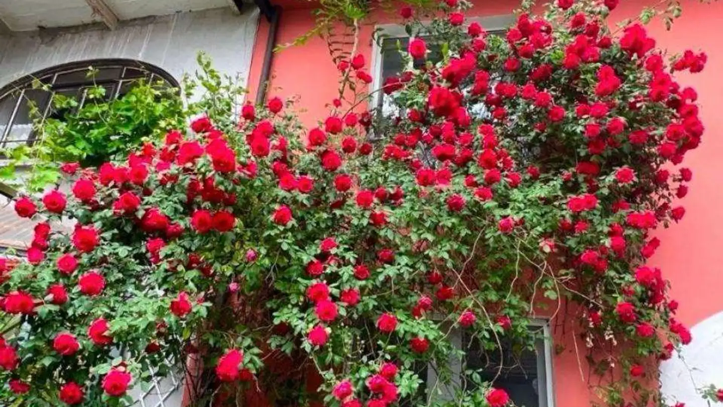 Studio in vendita - 6517 Arbedo - Photo 2