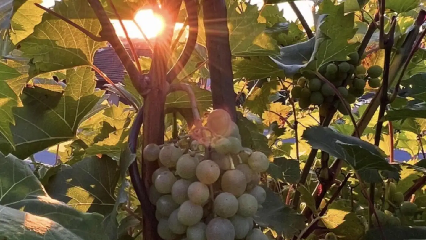 Reihenhaus kaufen - 6030 Ebikon - Foto 3