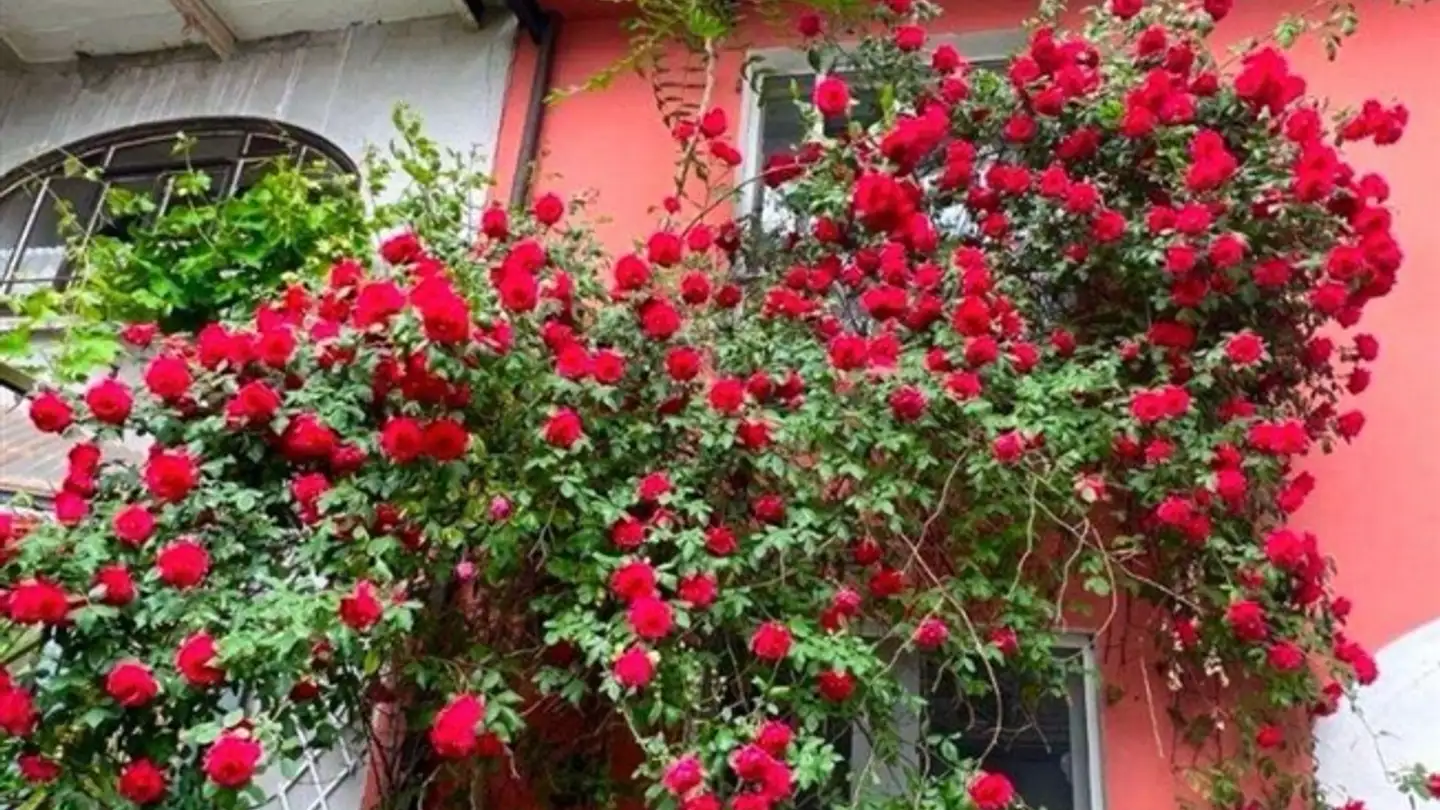 Casa singola in vendita - 6517 Arbedo - Photo 2