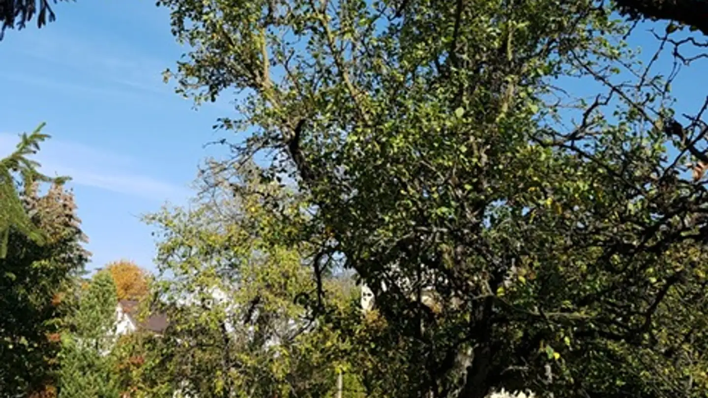 Casa singola in affitto - Altenburgstrasse 49, 5430 Wettingen - Photo 3