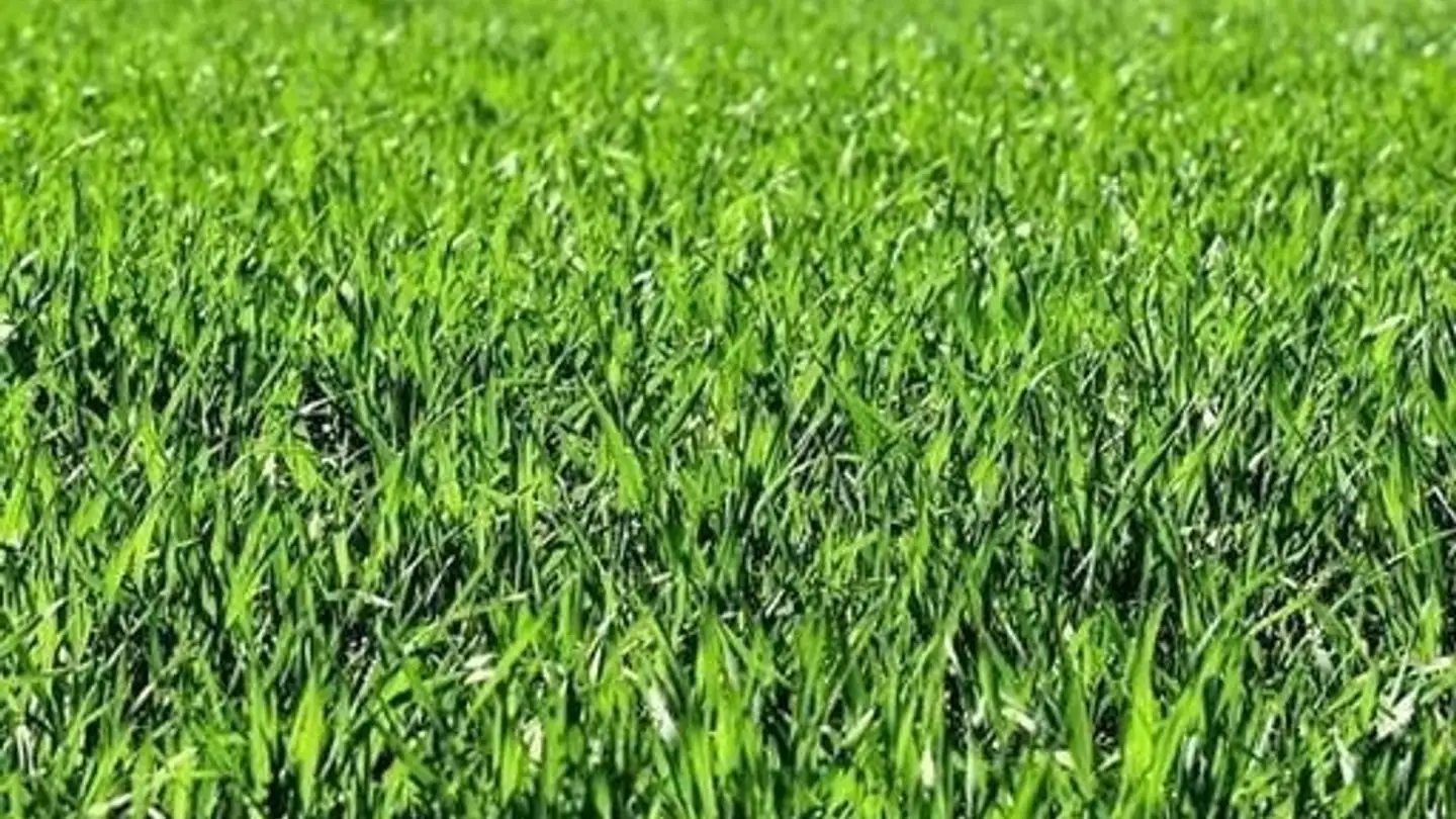 Terrain constructible à vendre - 6850 Mendrisio