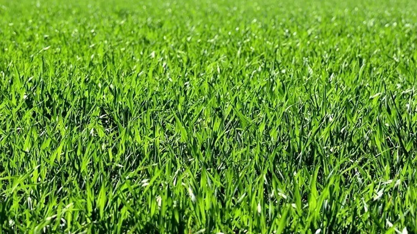 Terrain constructible à vendre - 6595 Riazzino