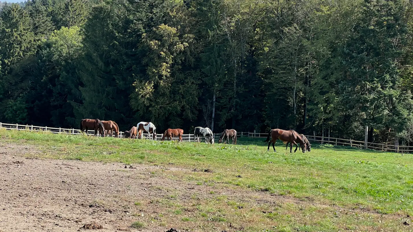 Reithalle kaufen - 1053 Bretigny-sur-Morrens - Foto 4