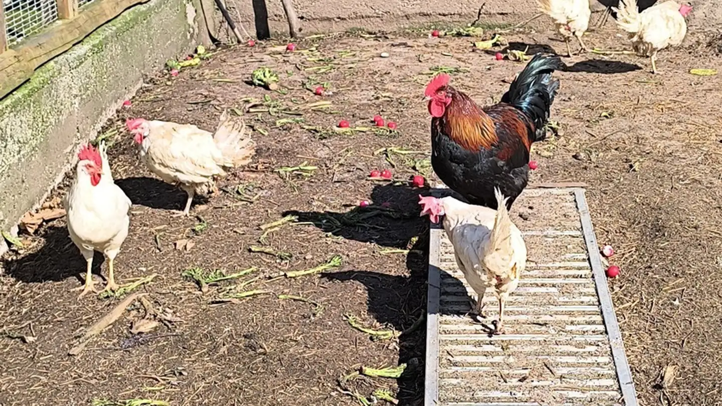 Einfamilienhaus kaufen - 8200 Schaffhausen - Foto 4