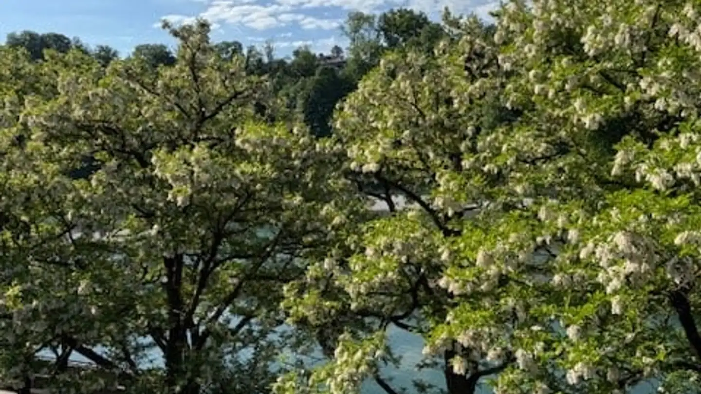 Apartment for rent - Badgasse 33, 3011 Bern