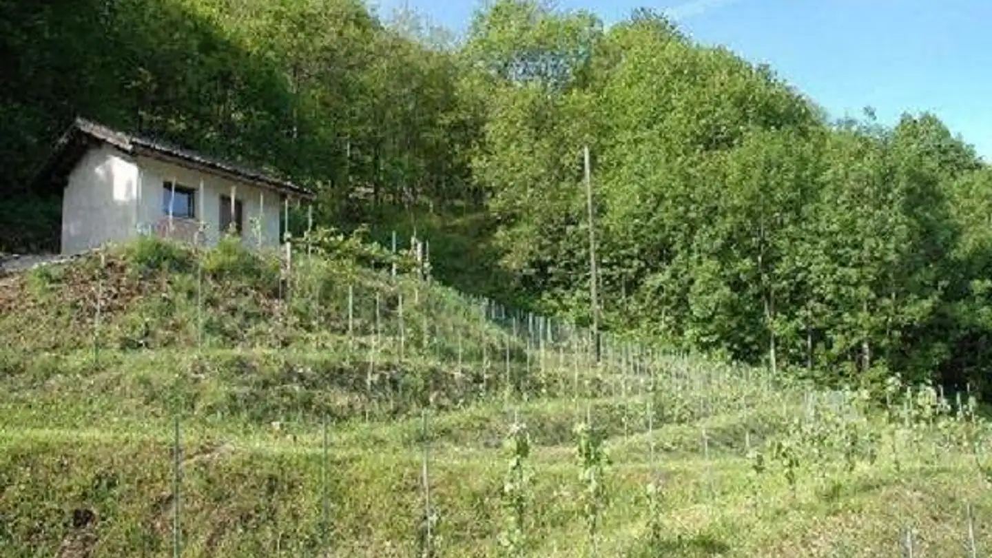 Landwirtschaftsbetrieb kaufen - 6594 Contone