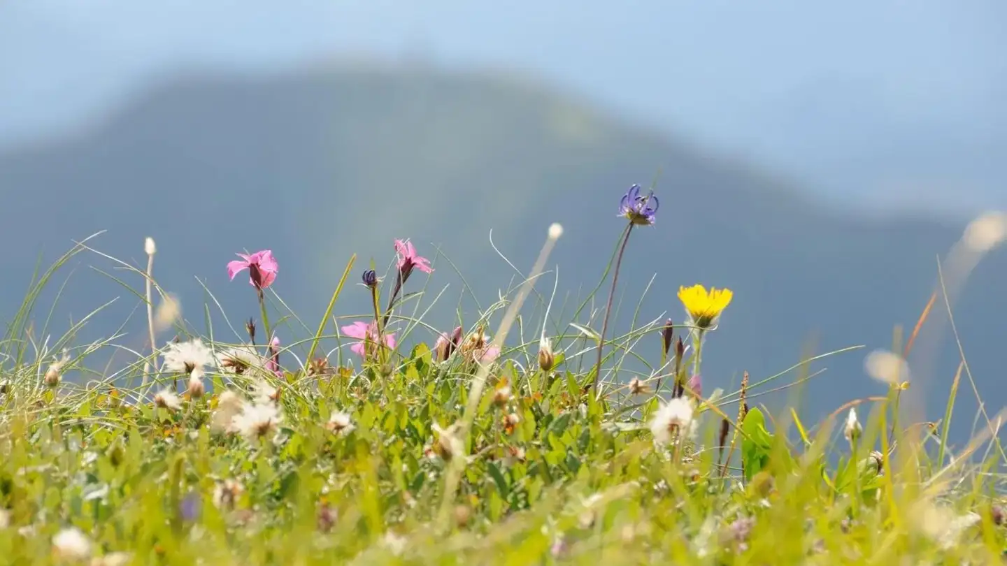 Terreno edificabile in vendita - 1971 Grimisuat