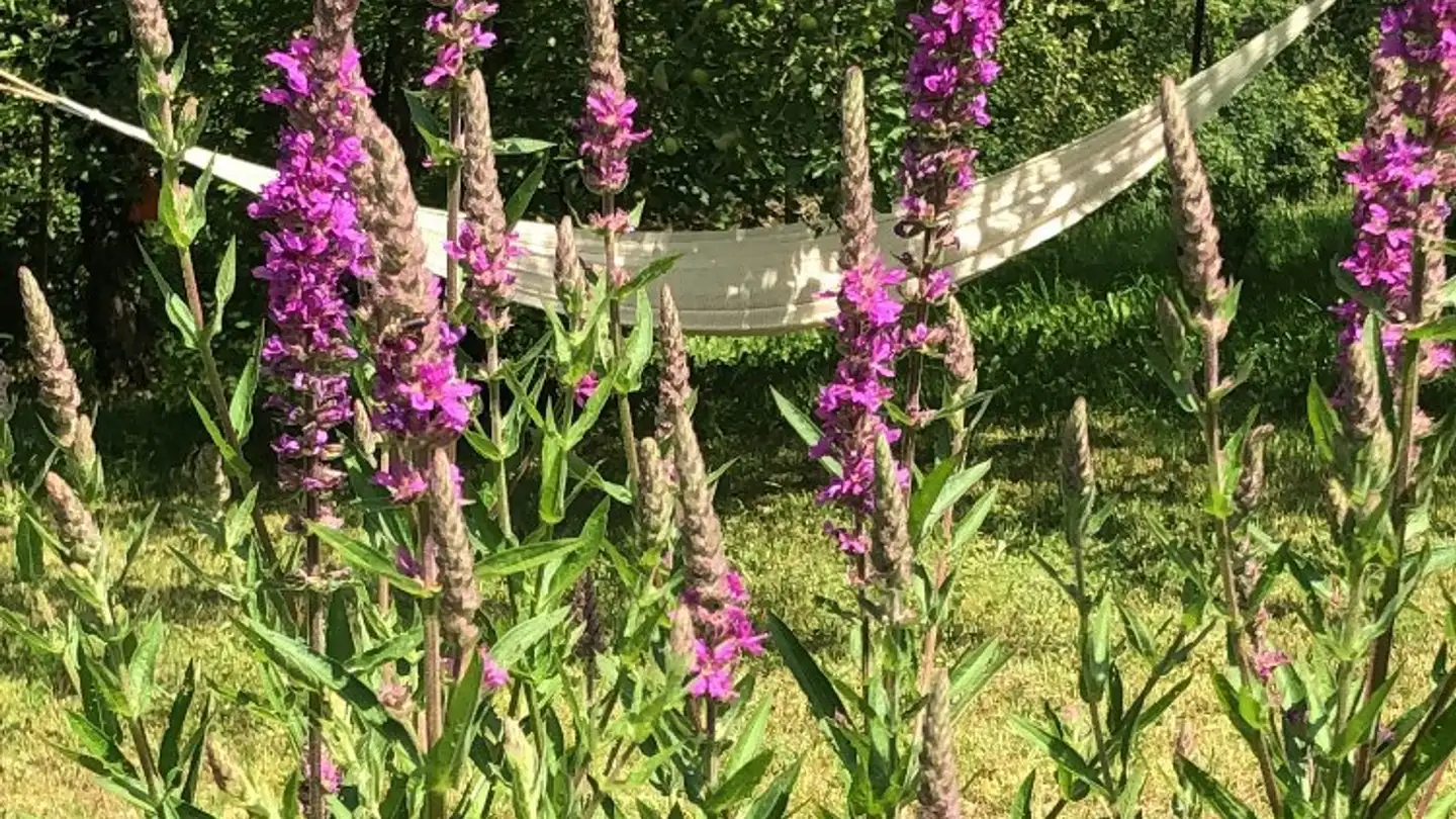 Stanza singola in affitto - 4132 Muttenz