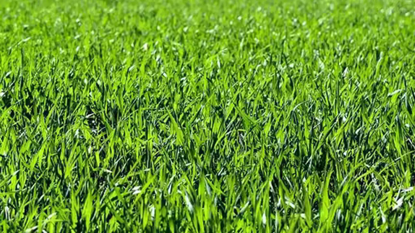 Constructible plot for sale - 6939 Arosio