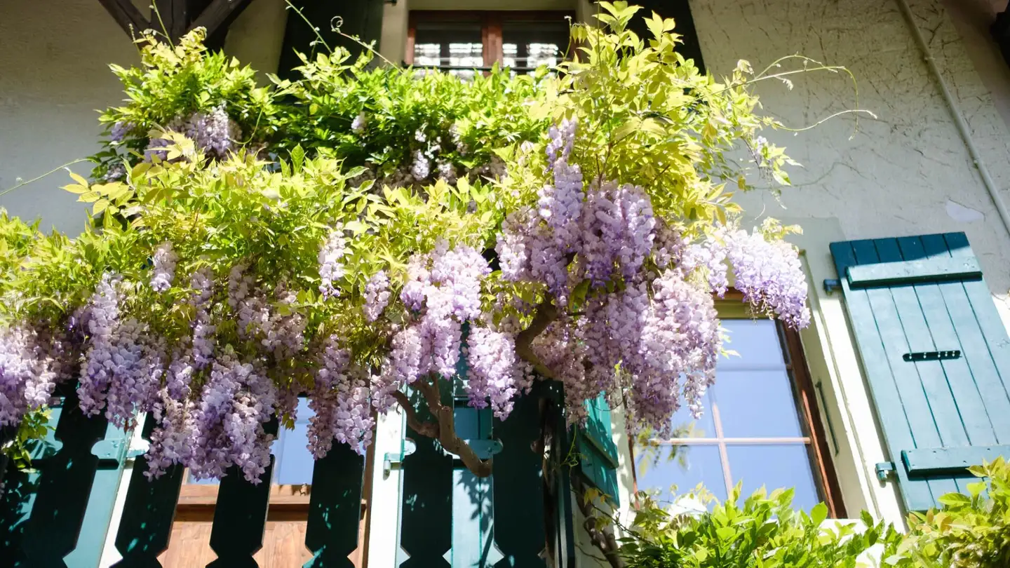 Einfamilienhaus kaufen - 1233 Bernex