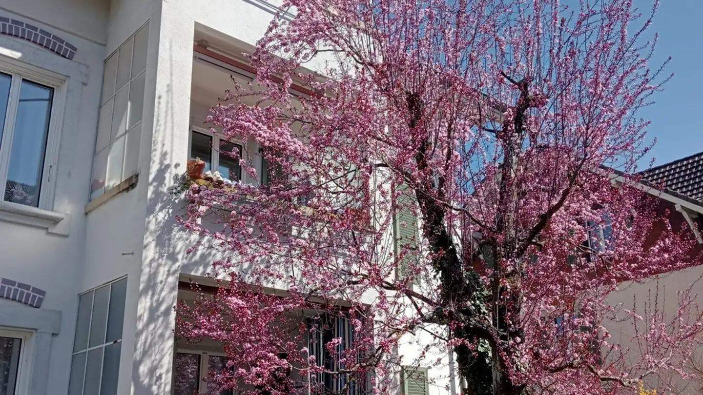 Chambre à louer - 3008 Bern - Photo 2