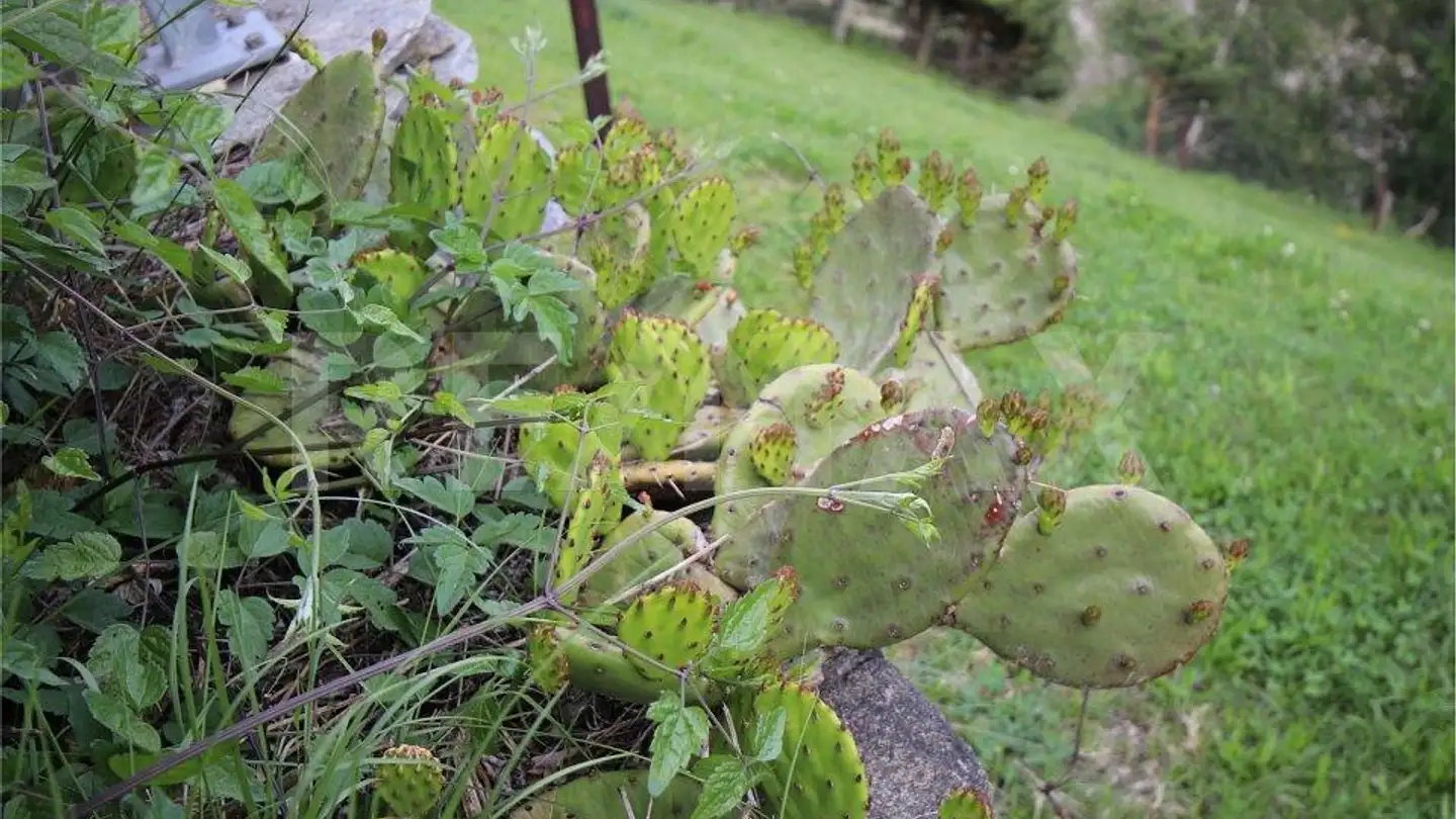 Casa singola in vendita - 3942 Raron - Photo 4