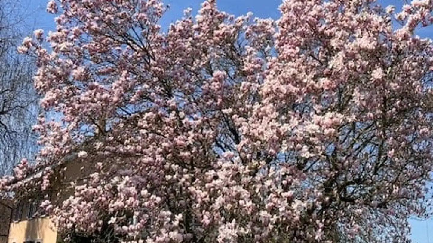 Apartment for rent - 1530 Payerne - Photo 2