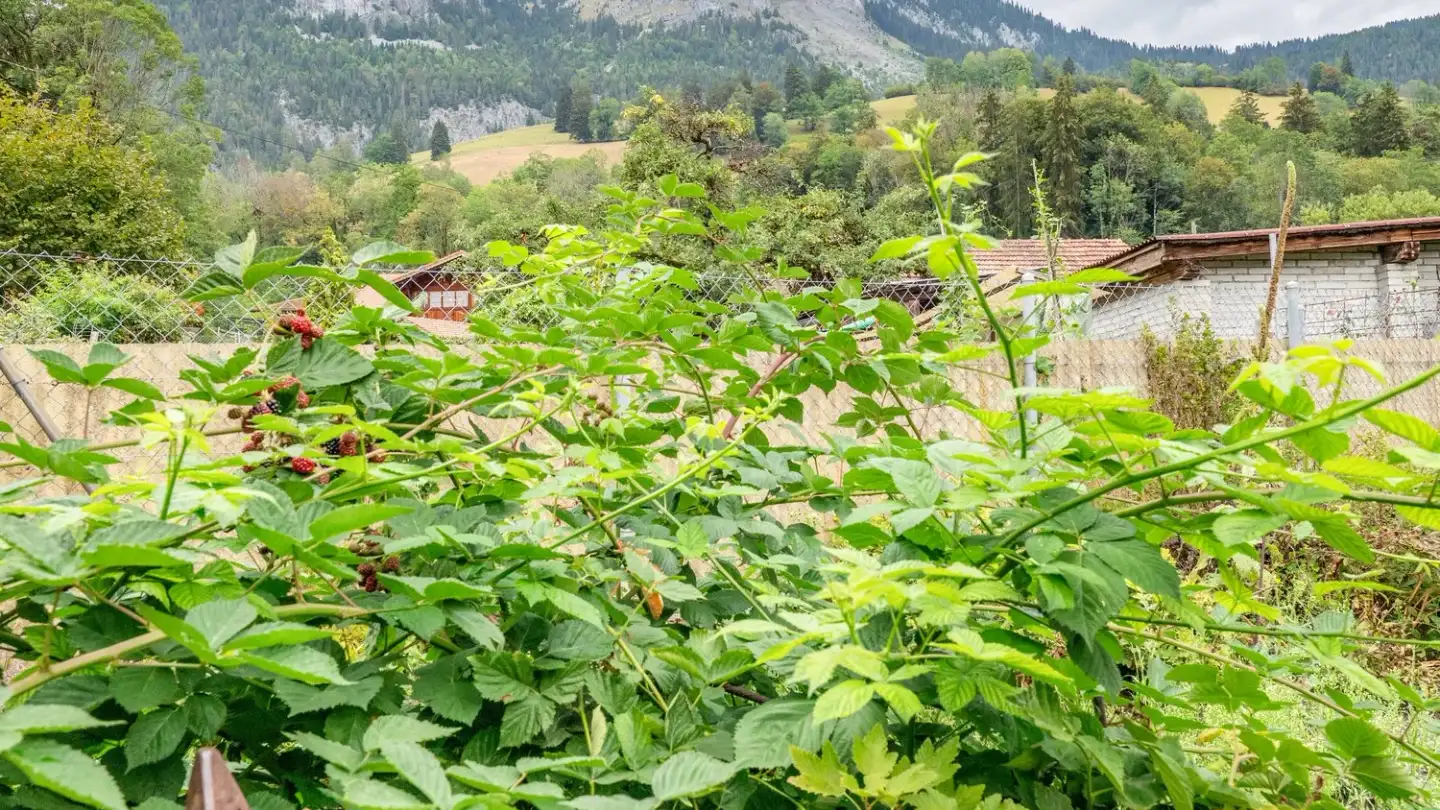Fattoria in vendita - Reidenbach 312, 3766 Boltigen - Foto 3
