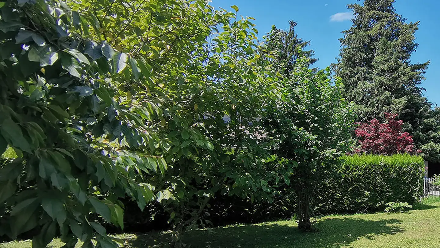 Semi-detached house for sale - 8102 Oberengstringen