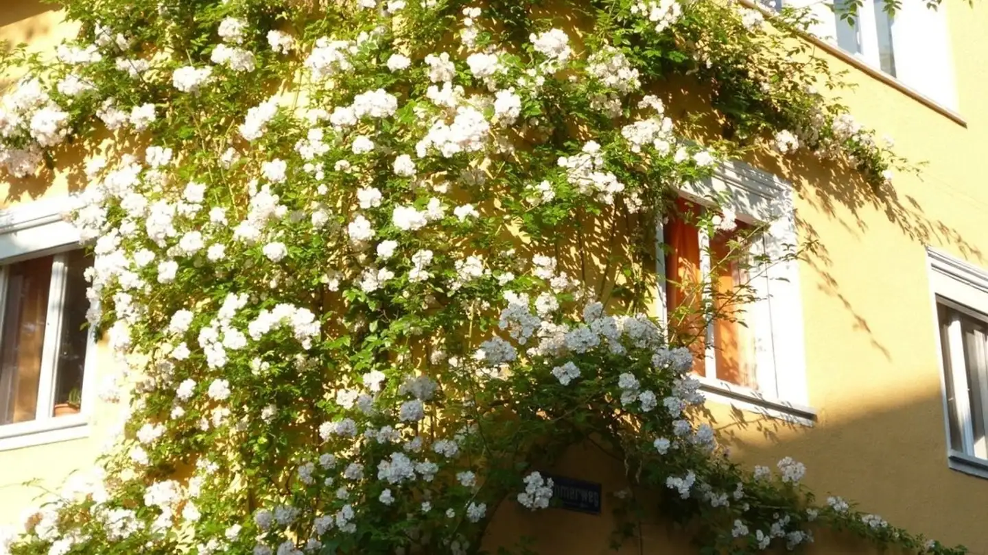 Single room for rent - Kasinogässchen 5, 8200 Schaffhausen - Photo 3