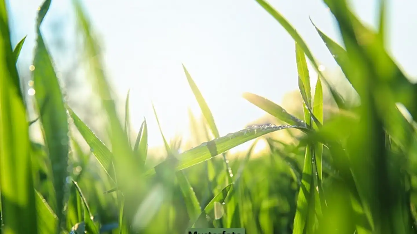 Fattoria in vendita - 1997 Haute-Nendaz