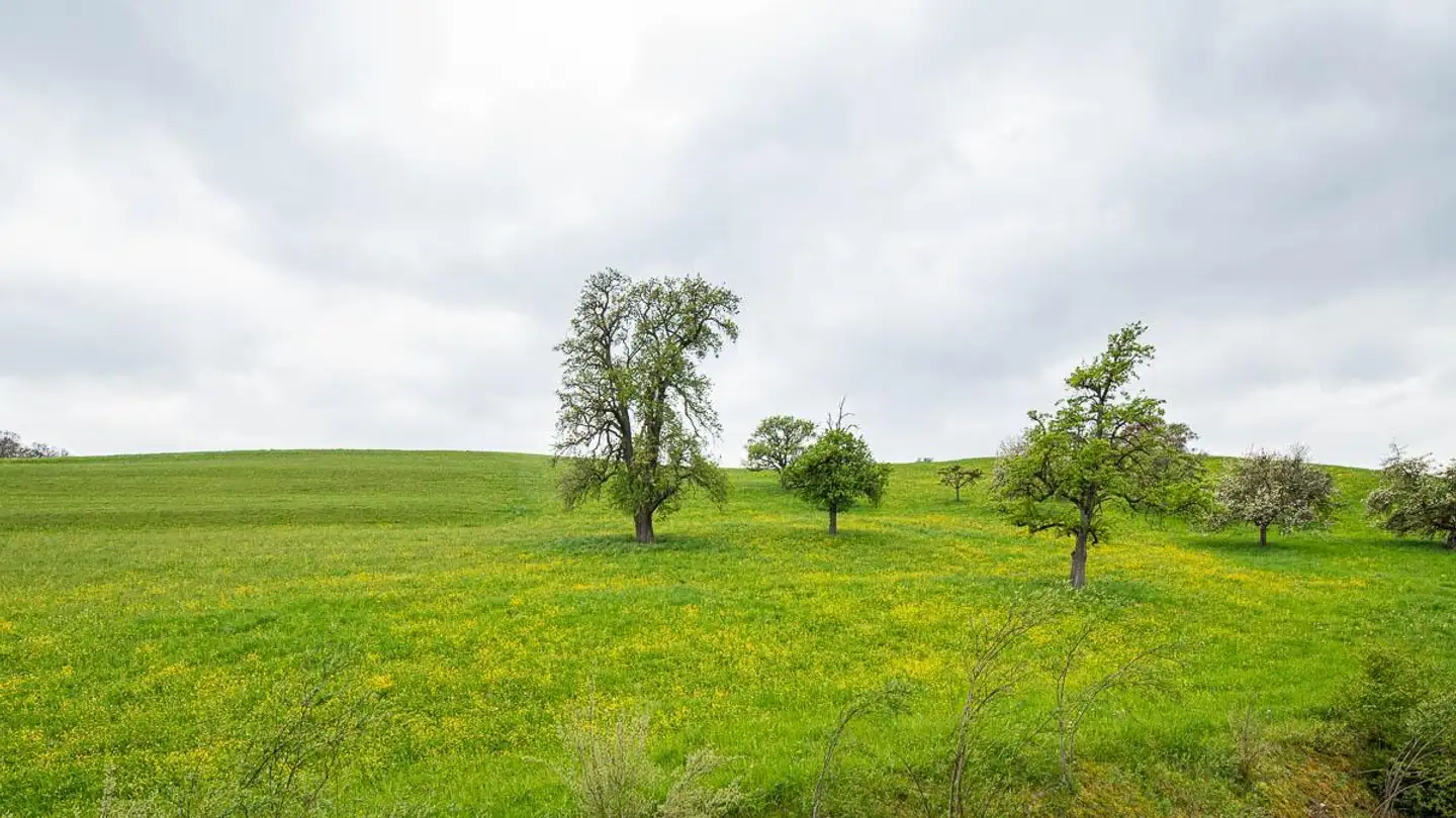 Appartement à louer - Zürcherstrasse 105, 8245 Feuerthalen