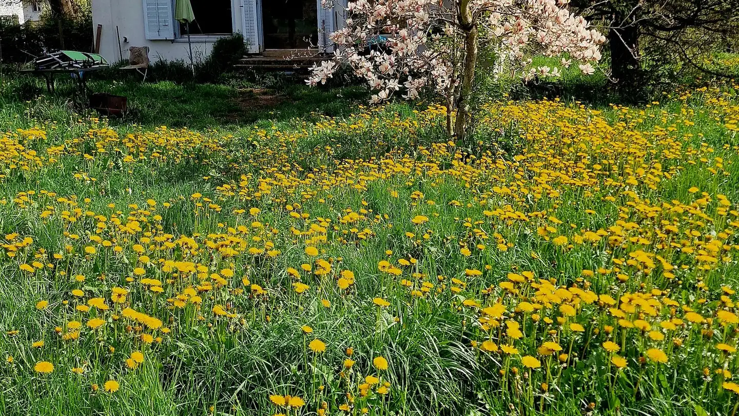 Casa singola in vendita - Sperberweg 4, 5330 Bad Zurzach - Photo 2