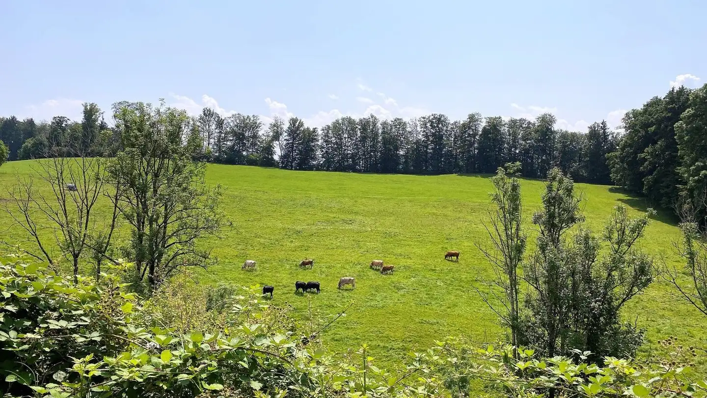 Spazio ufficio in affitto - Sunnematte 3, 8636 Wald ZH - Photo 4