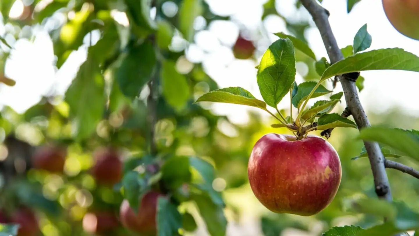 Single house for sale - Zwillikerstrasse 11, 8910 Affoltern am Albis - Photo 4