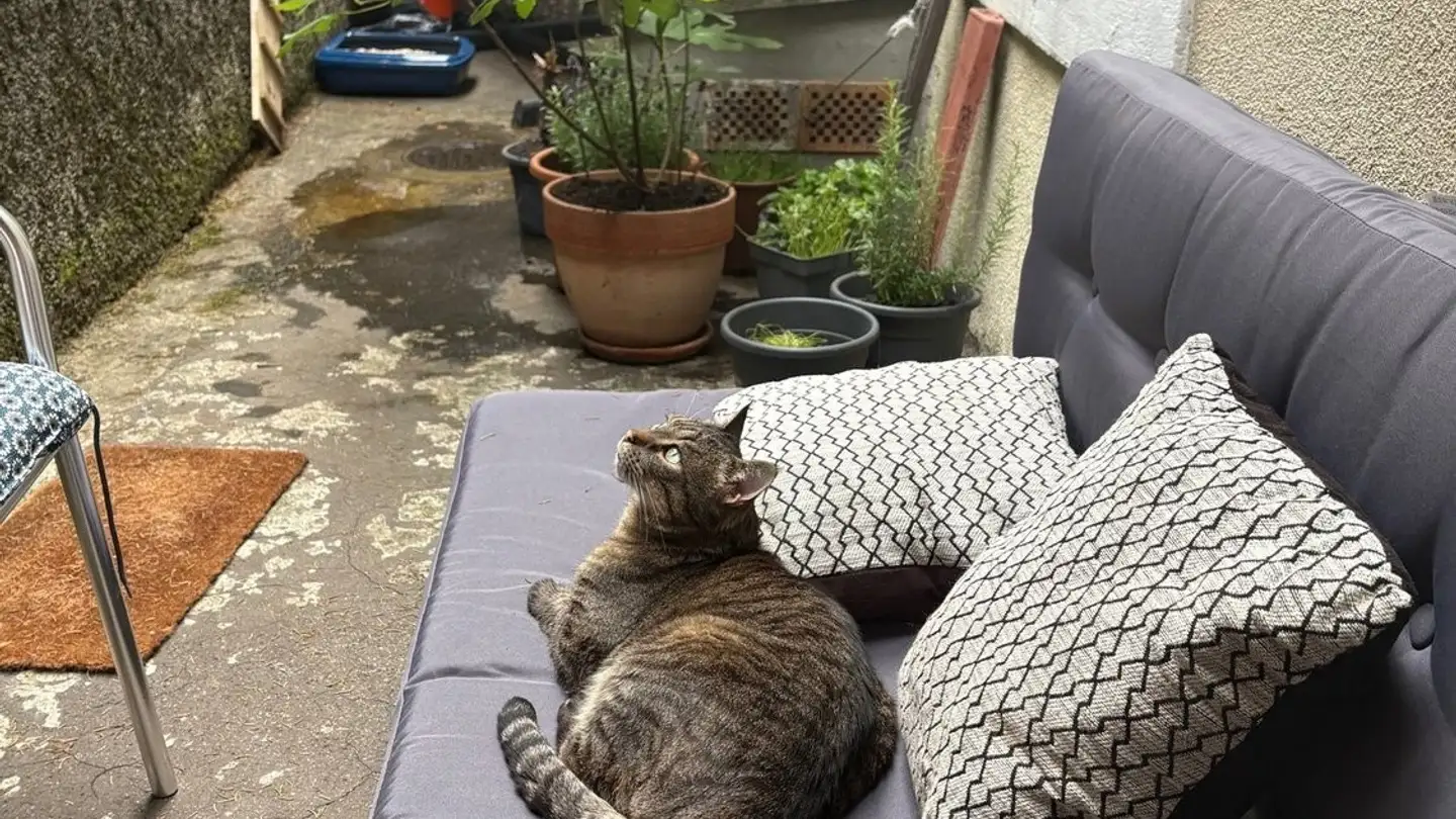 Stanza singola in affitto - Varis / Wallriss, 1700 Fribourg - Photo 2