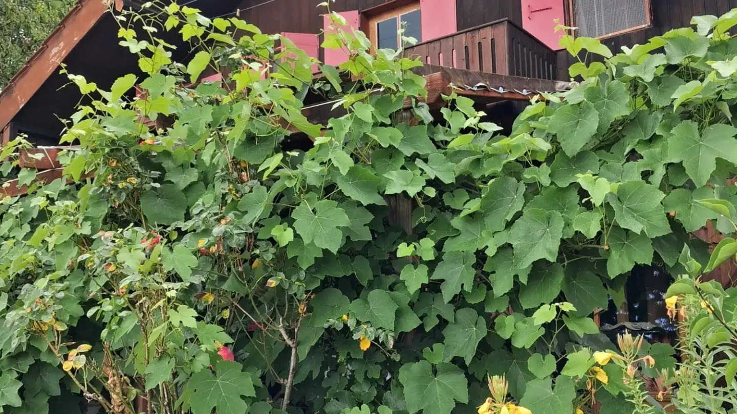 Single house for rent - 2017 Boudry