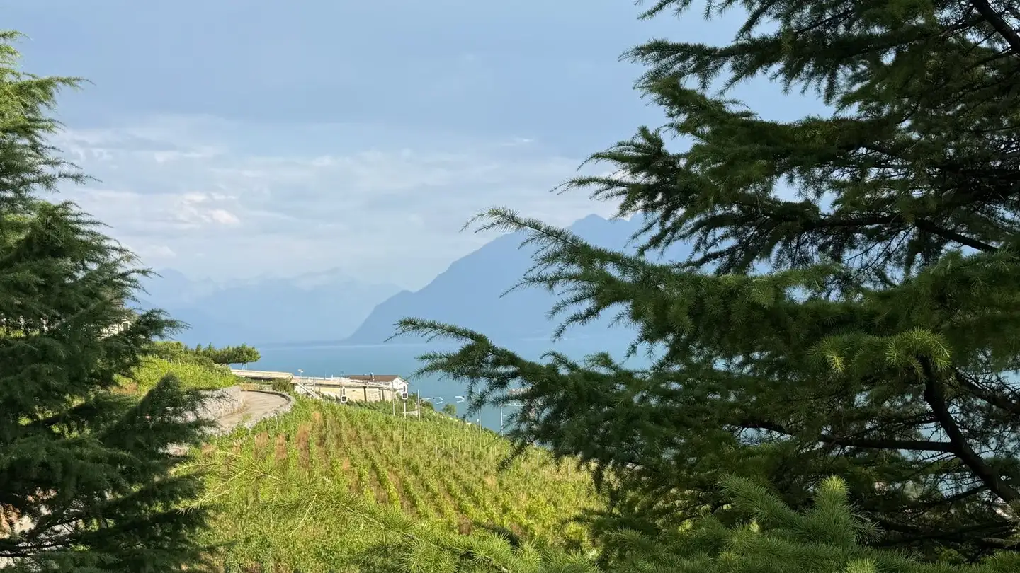 Casa singola in affitto - Chemin de la Dent d'Oche 8, 1091 Grandvaux - Foto 4