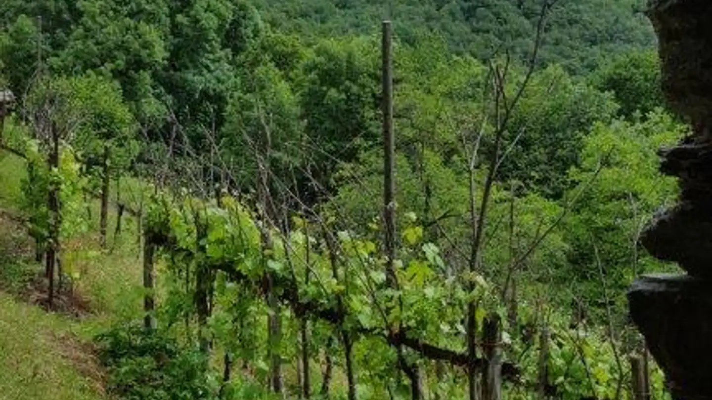 Casa in vendita - Via Monda, 6809 Medeglia - Photo 3