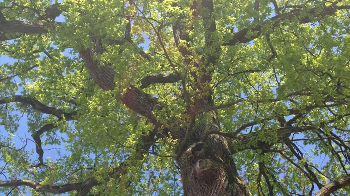 Casa singola in vendita - 1213 Petit-Lancy - Photo 4