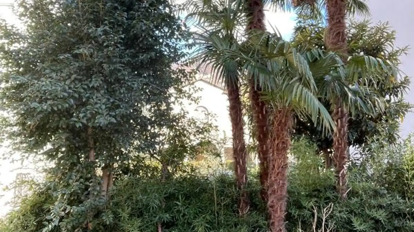 Studio à louer - Via Muggina 16, 6962 Viganello - Photo 2