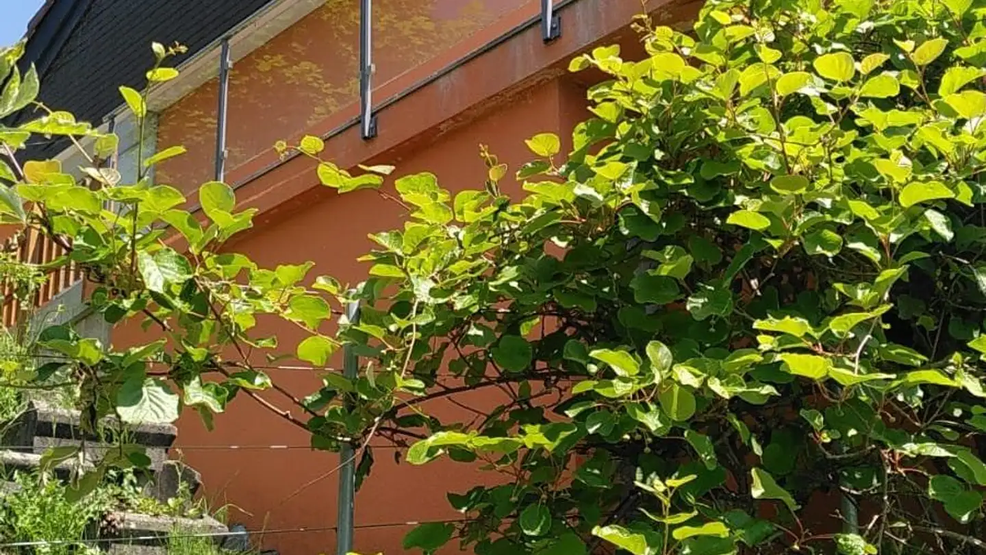 Casa singola in affitto - Bornet 1208, 8722 Kaltbrunn - Foto 3