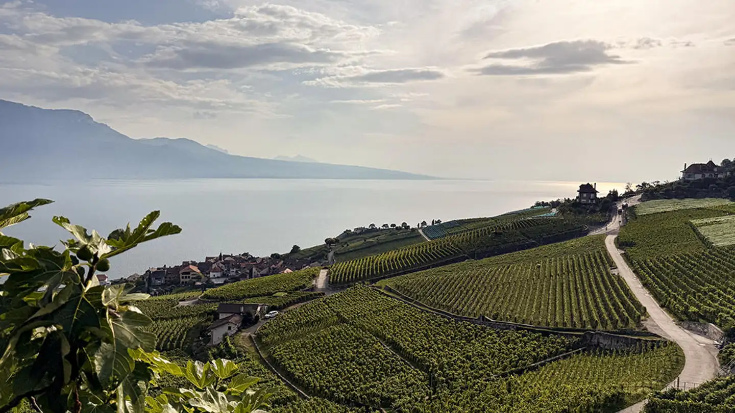 Apartment for sale - 1071 Chexbres