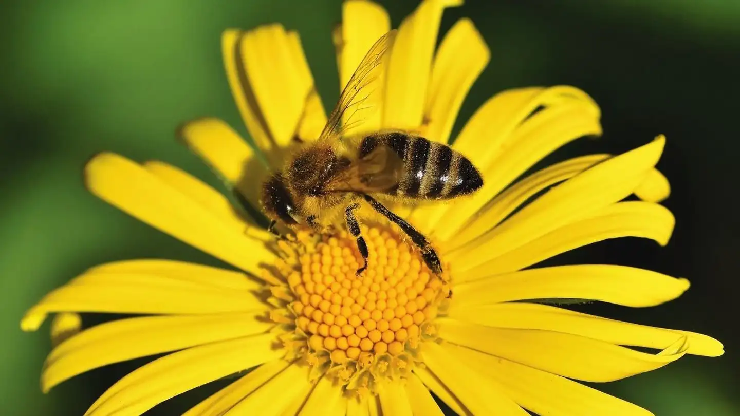 Wohnung mieten - Dachseggstrasse 23b, 8630 Rüti ZH