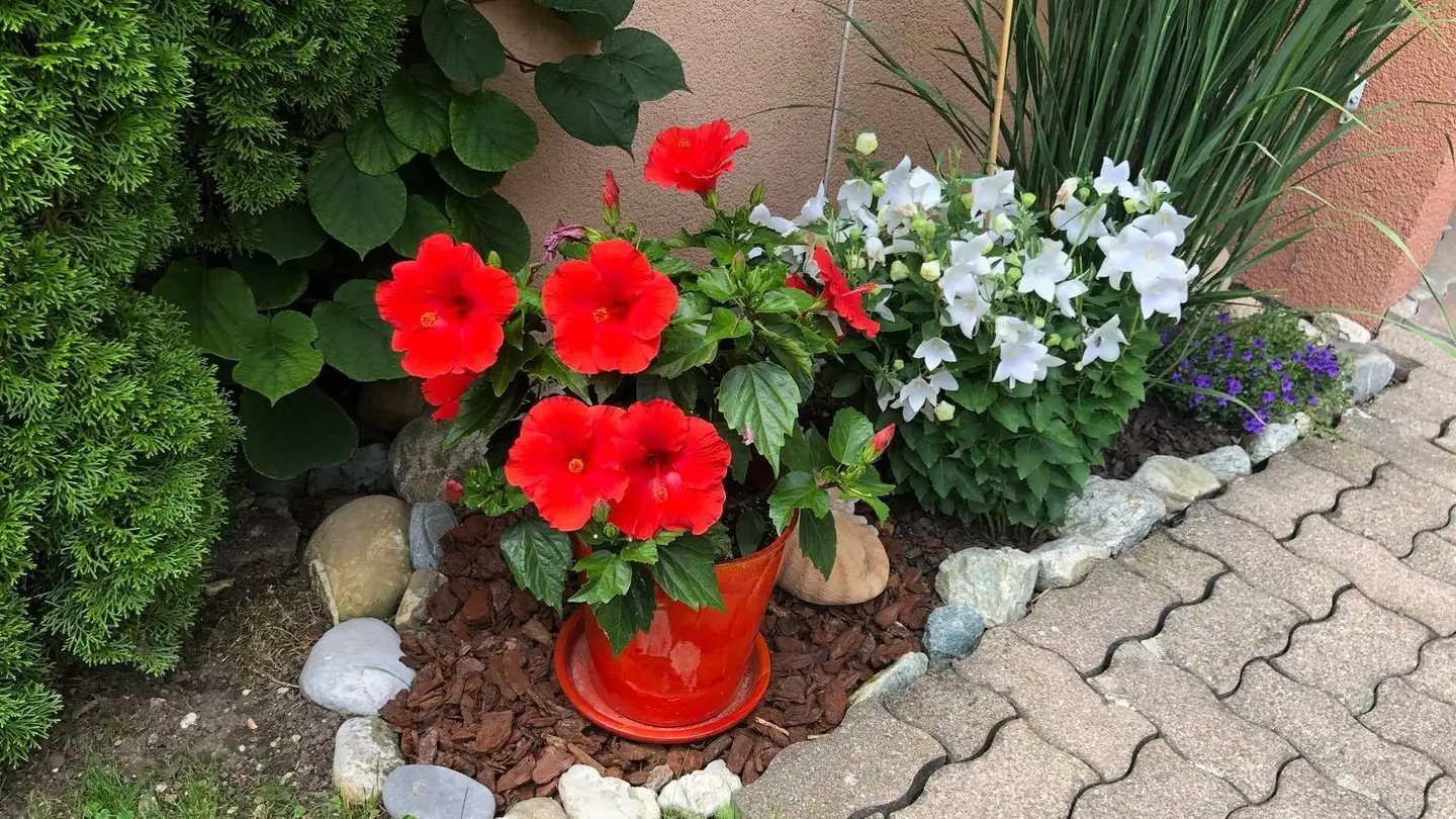 Wohnung mieten - Dachseggstrasse 23b, 8630 Rüti ZH - Foto 4