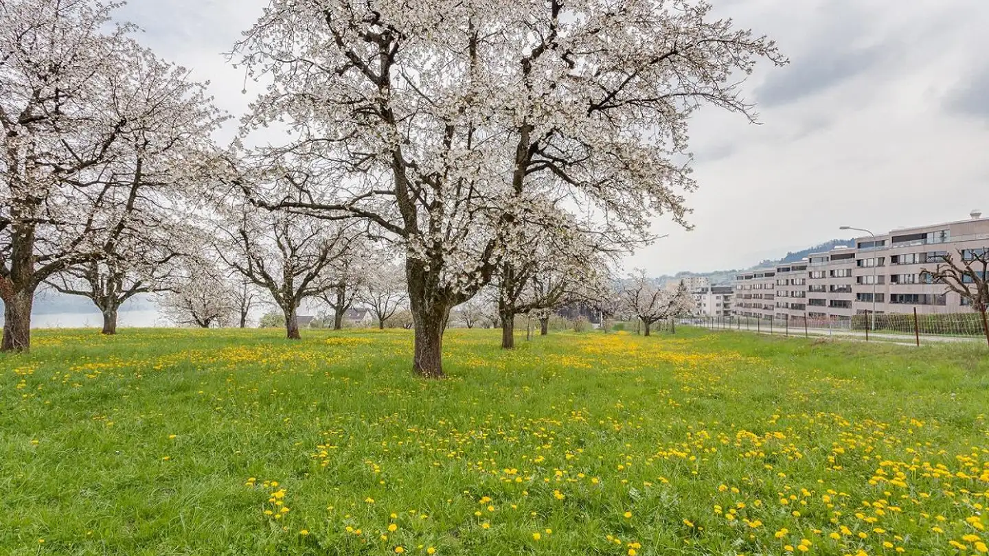 Appartement à louer - Holzmoosrütisteig 2a, 8820 Wädenswil