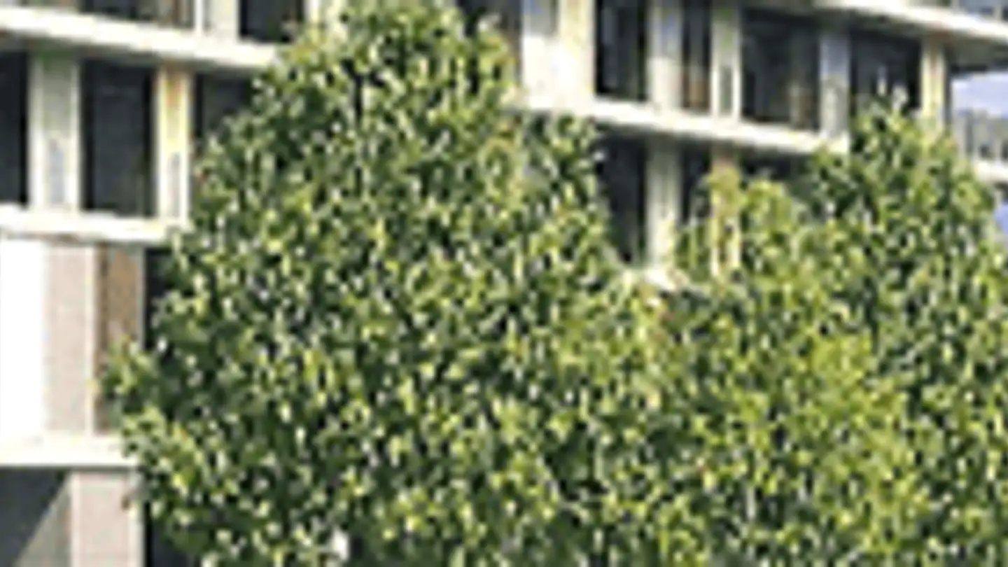 Apartment for rent - Mülibachstrasse 4, 8107 Buchs ZH