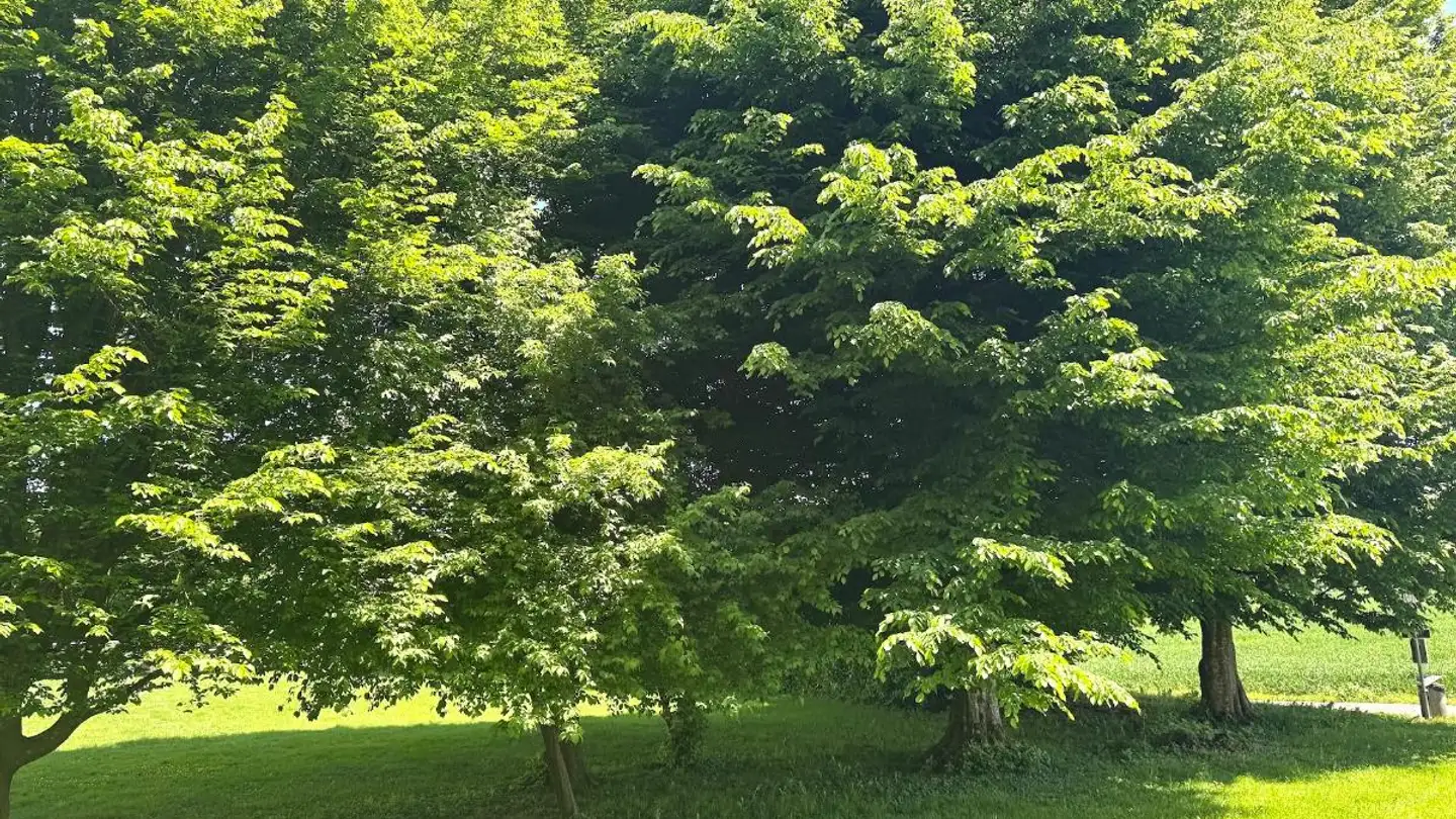 Appartement à vendre - 6312 Steinhausen - Photo 3