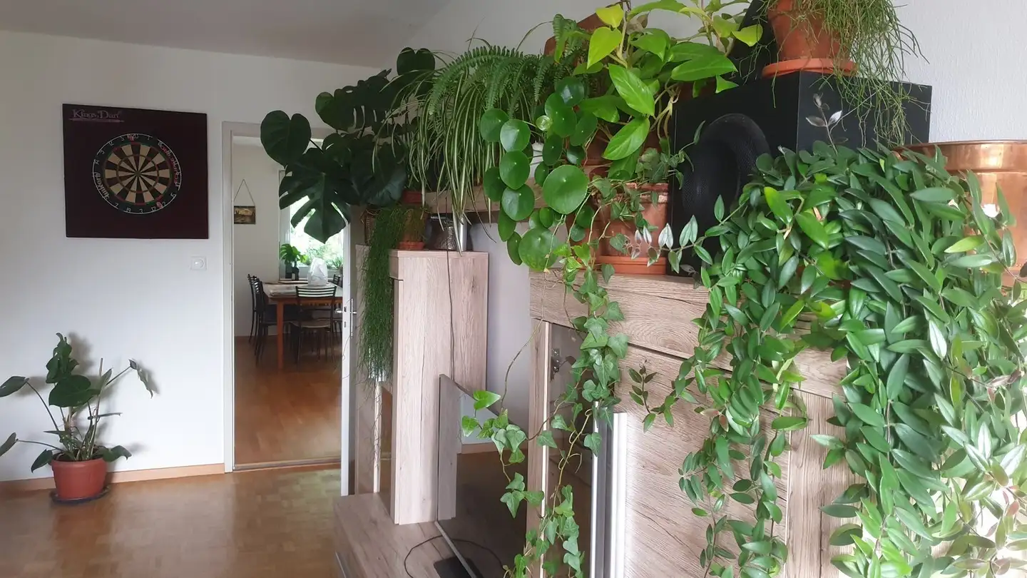 Chambre à louer - Wildenstrasse 9, 8049 Zürich - Photo 2