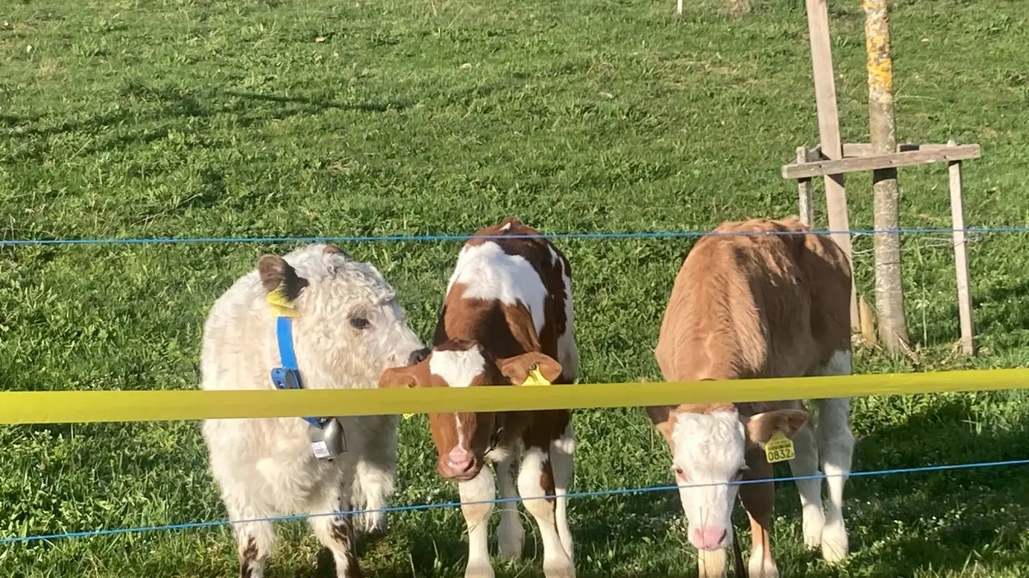 Appartement à louer - 3412 Heimiswil - Photo 4