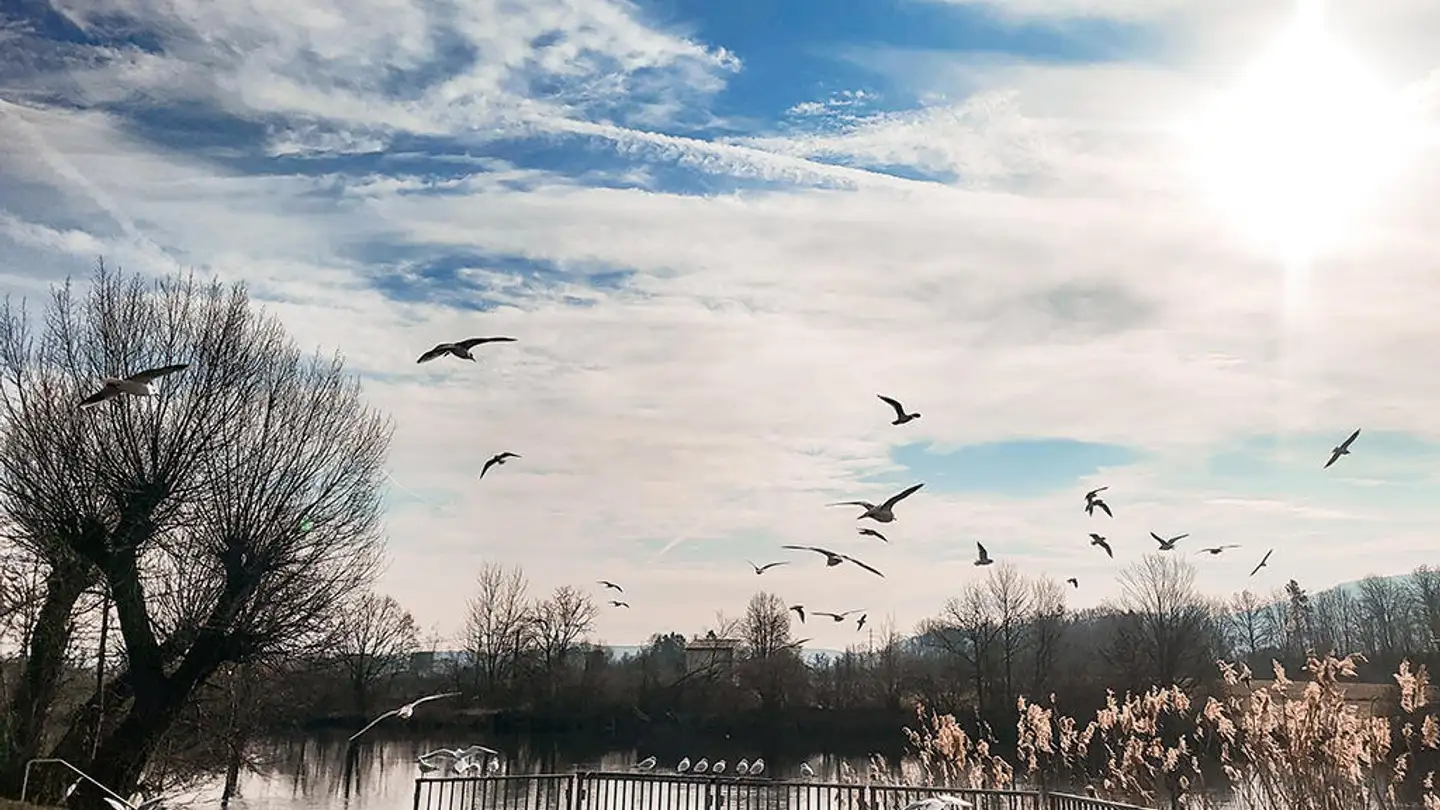 Duplex à vendre - 8954 Geroldswil - Photo 2