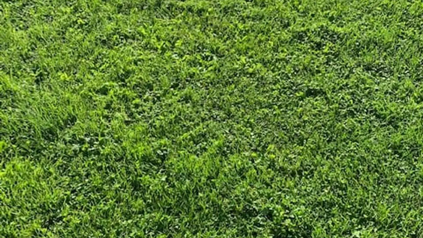 Constructible plot for sale - 2108 Couvet