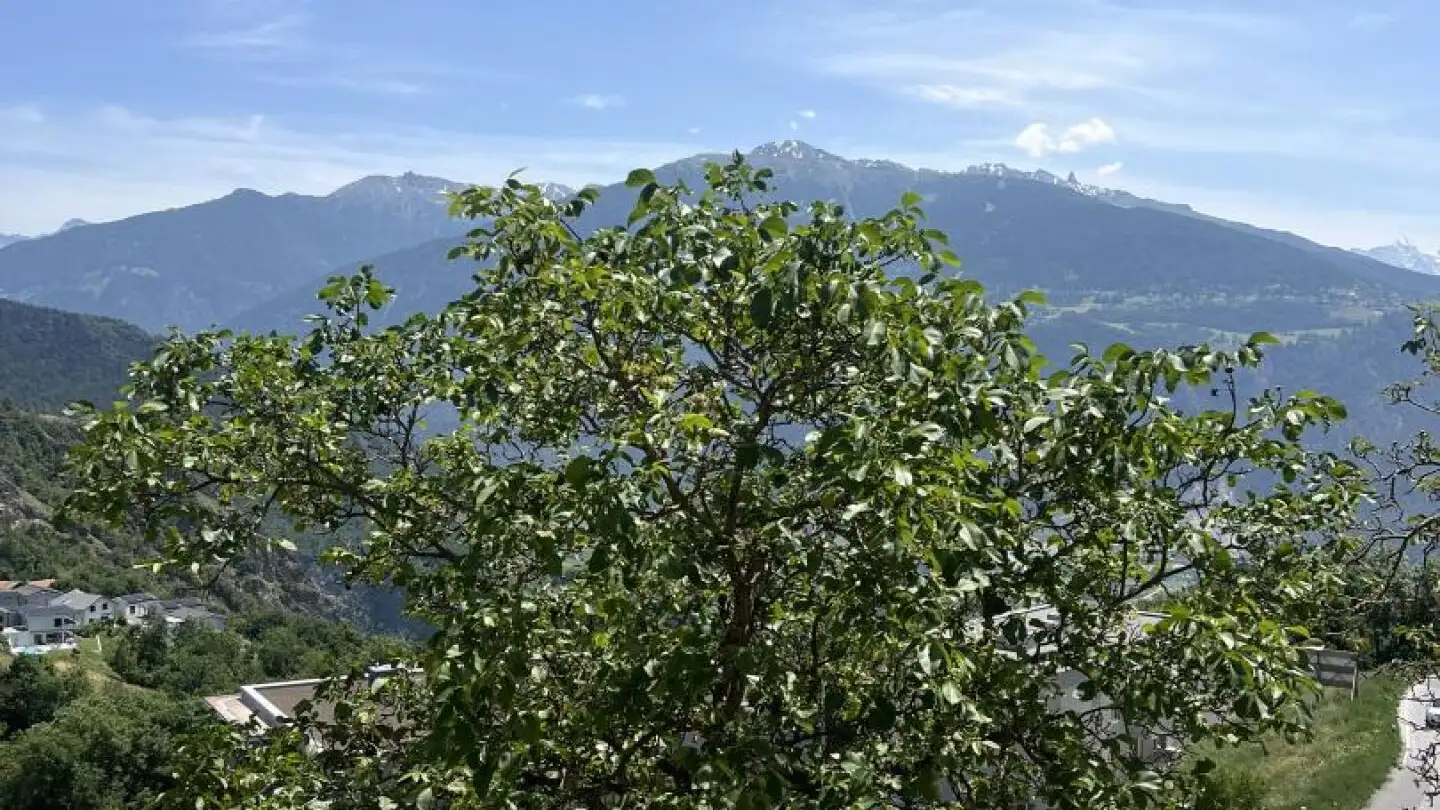 Constructible plot for sale - 1966 Blignou (Ayent) - Photo 3