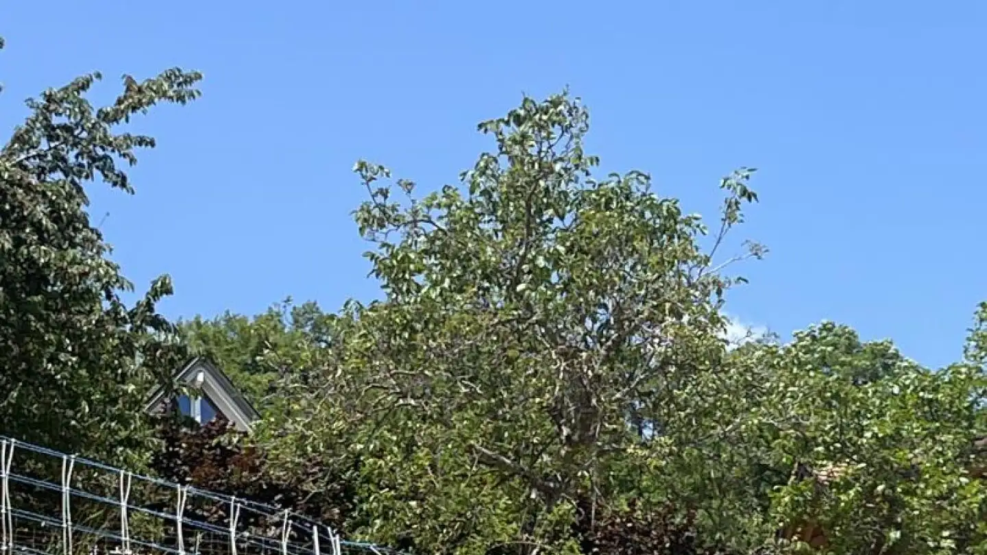 Constructible plot for sale - 1966 Blignou (Ayent) - Photo 4