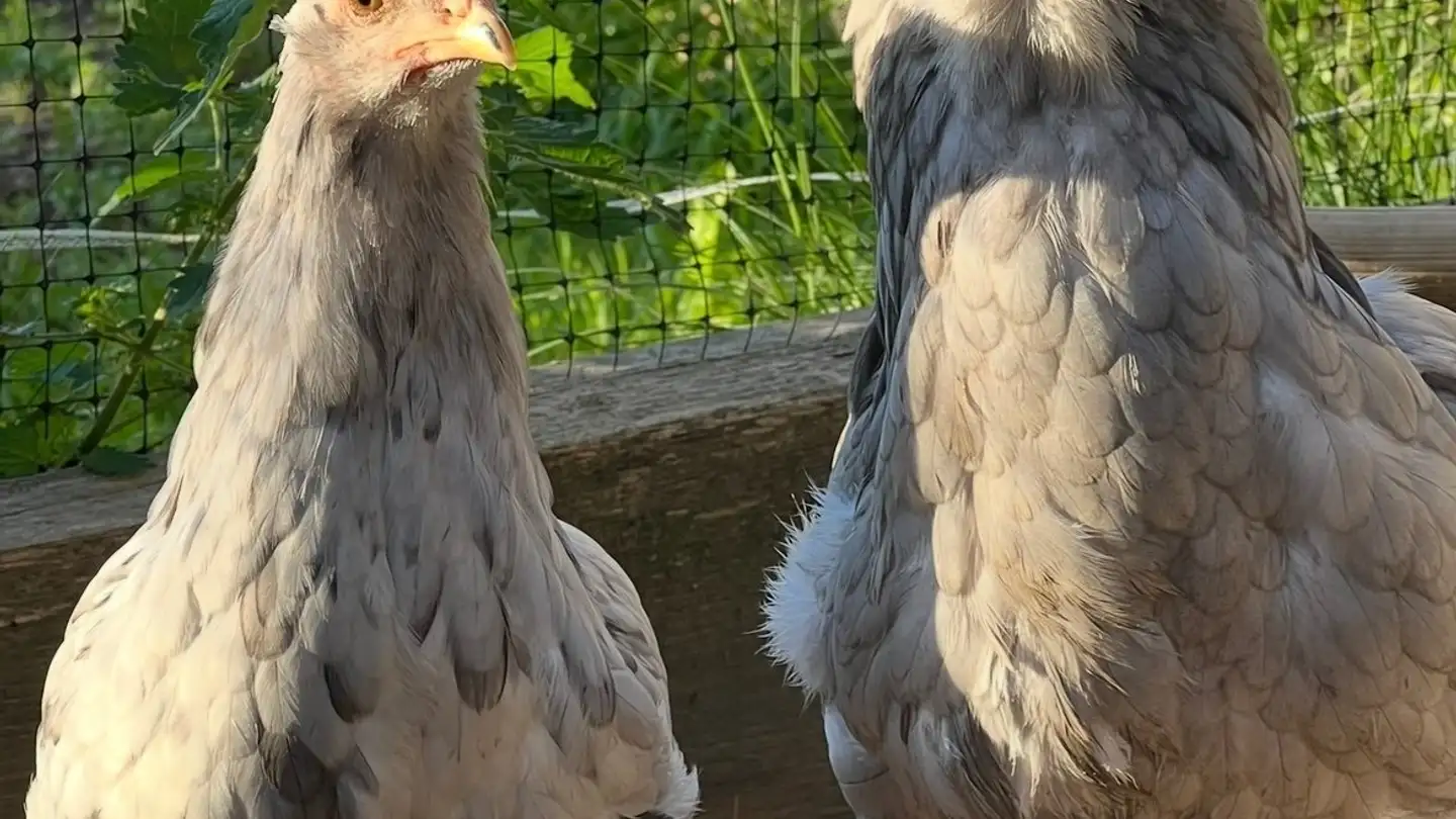 Casa singola in affitto - Rain 716, 3077 Enggistein - Foto 4