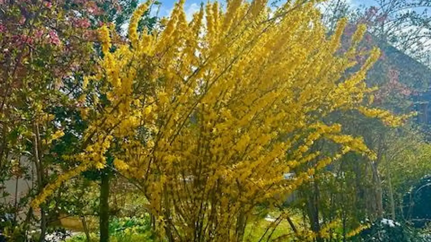 Appartamento in affitto - Chartreusestrasse 18, 3626 Hünibach - Foto 2