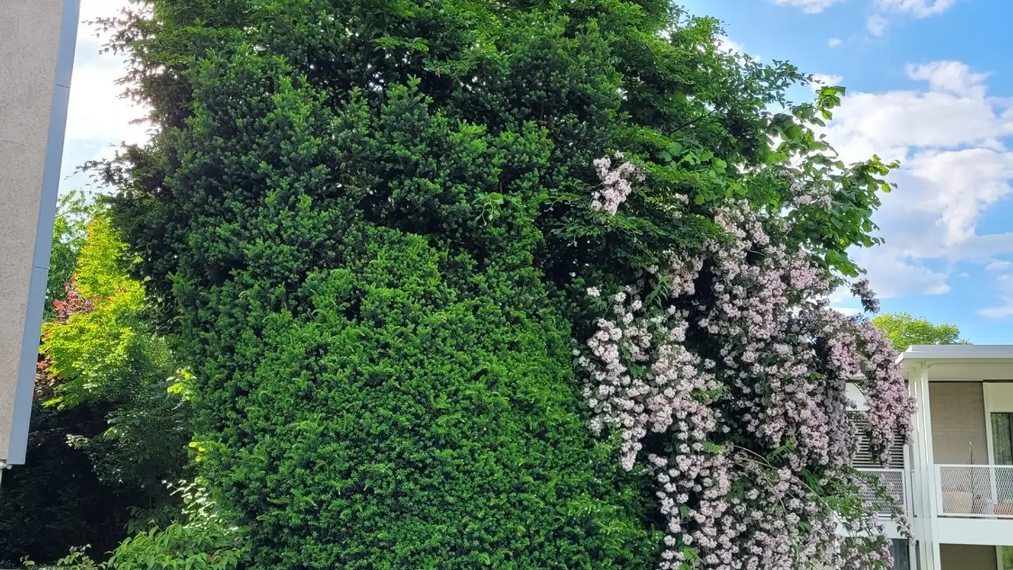 Apartment for rent - 8405 Winterthur - Photo 3