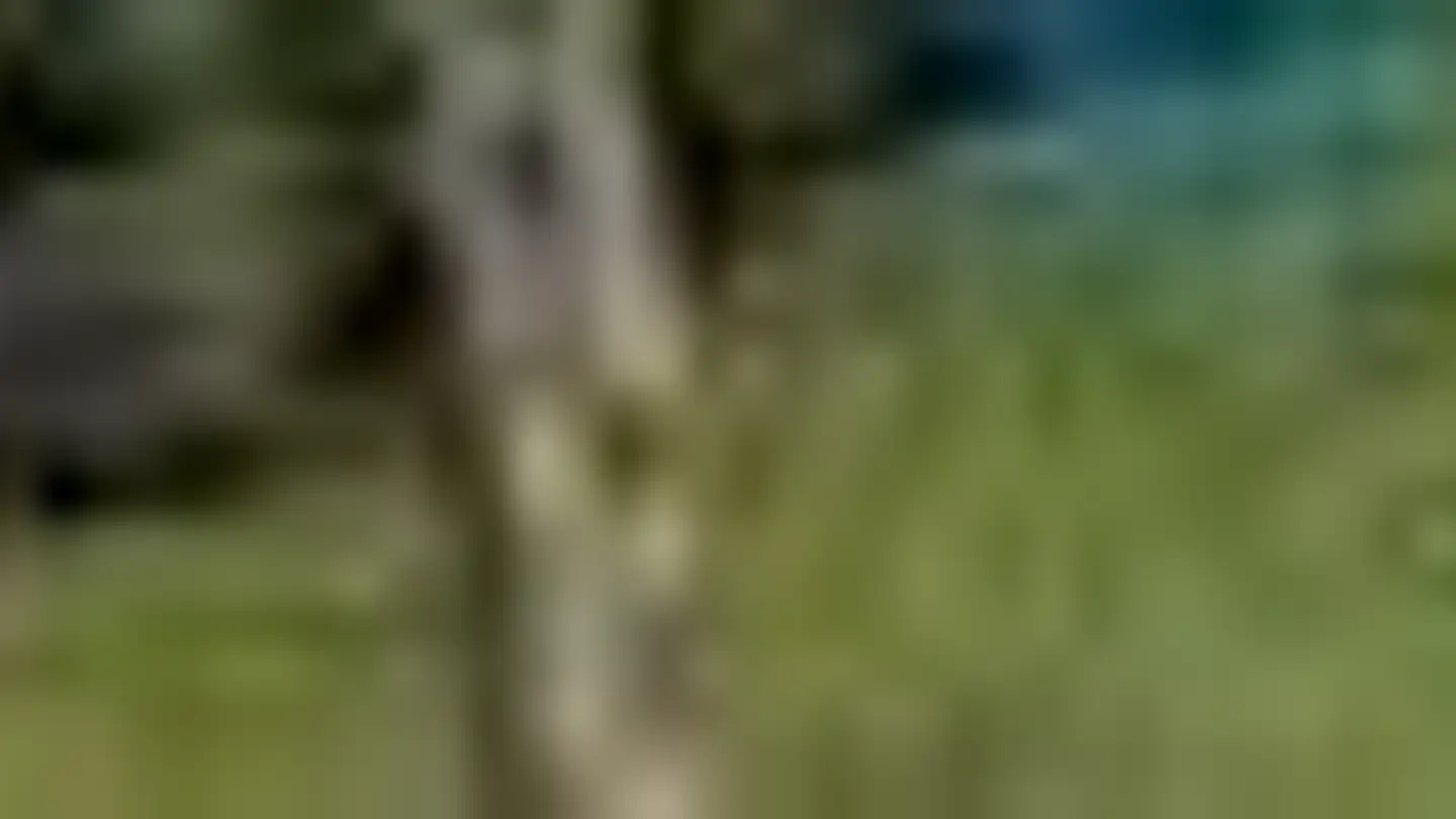 Casa singola in affitto - Eichstrasse 40, 4542 Luterbach - Photo 3