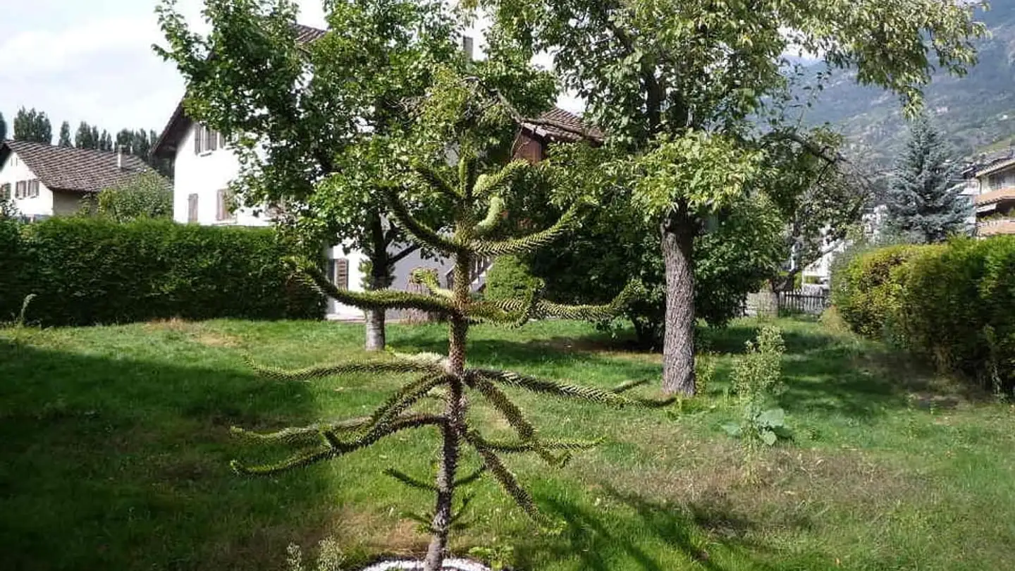 Casa singola in affitto - Amselweg 1, 3930 Visp - Photo 2